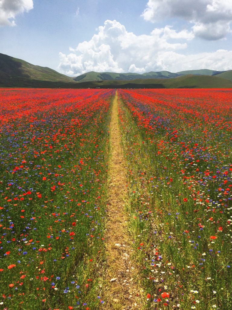 Castelluccio di Norcia