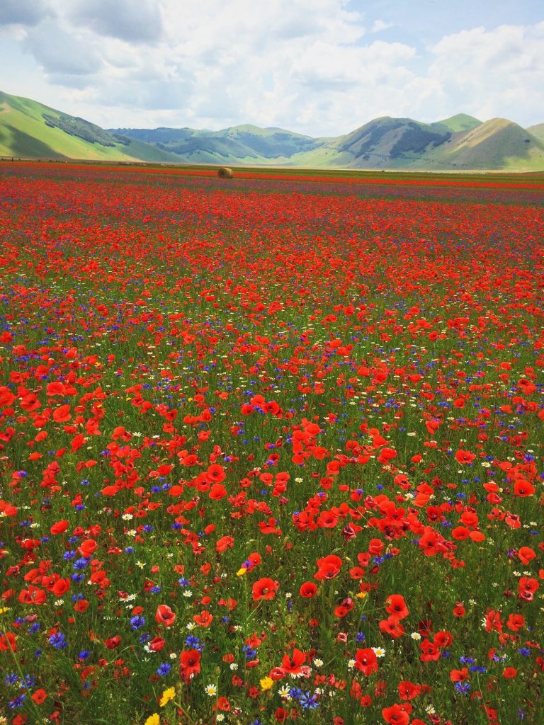 Fioritura Castelluccio